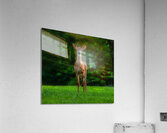 ANI 02524 Acrylic Print