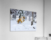 *ANI 02573 Acrylic Print