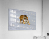 ANI 02574 Acrylic Print