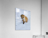ANI 02572 Acrylic Print
