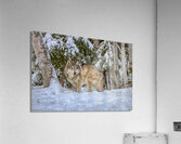 ANI 02577 Acrylic Print