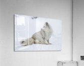 ANI 02576 Acrylic Print