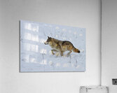 ANI 02578 Acrylic Print