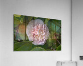 FLO 02558 Acrylic Print