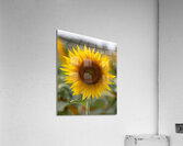 FLO 02580 Acrylic Print