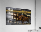 ANI 02613 Acrylic Print