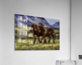 ANI 02607 Acrylic Print