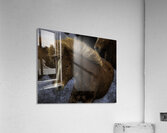ANI 02612 Acrylic Print