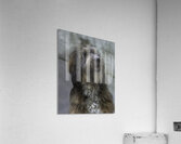 ANI 02589 Acrylic Print