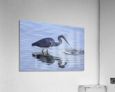 BIR 02616 Acrylic Print