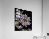 FLO 02591 Acrylic Print