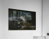 ANI 02656 Acrylic Print