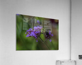 FLO 02650 Acrylic Print