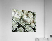 FLO 02659 Acrylic Print