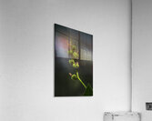 FLO 02663 Acrylic Print