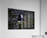 BIR 2717 Acrylic Print