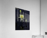 FLO 2700 Acrylic Print