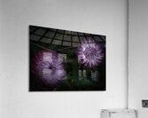 FLO 2695 Acrylic Print