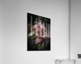 FLO 2707 Acrylic Print