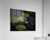FLO 2703 Acrylic Print