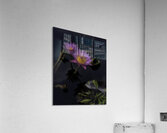 FLO 2701 Acrylic Print