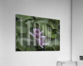 FLO 2704 Impression acrylique