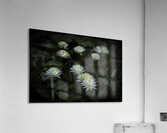 FLO 2705 Acrylic Print