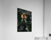 FLO 2713 Acrylic Print