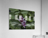 FLO 2704 Acrylic Print