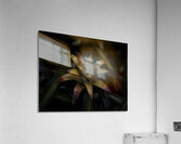 FLO 2709 Acrylic Print