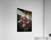 FLO 2707 Acrylic Print