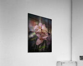 FLO 2707 Acrylic Print