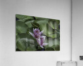 FLO 2704 Acrylic Print