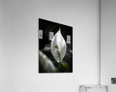 FLO 2710 Acrylic Print