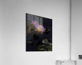 FLO 2701 Acrylic Print