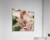 FLO 2708 Acrylic Print