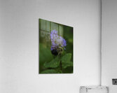 INS 2675 Acrylic Print