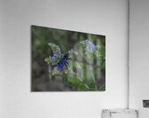 INS 2676 Acrylic Print