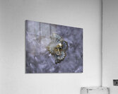 ABS 00025 Acrylic Print