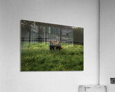 ANI 00107 Acrylic Print
