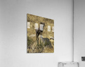 ANI 00114 Acrylic Print
