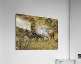 ANI 00113 Acrylic Print