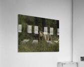 ANI 00119 Acrylic Print