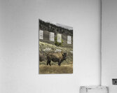 ANI 00099 Acrylic Print