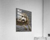 ANI 00101 Acrylic Print