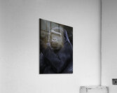 ANI 00103 Acrylic Print