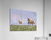 ANI 00106 Acrylic Print