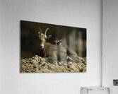 ANI 00094 Acrylic Print