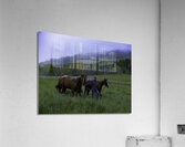 ANI 00108 Acrylic Print