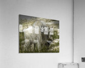 ANI 00120 Acrylic Print
